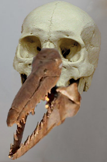 Close-up of one of the skulls uncovered near Dover. Is it Regan? Is it Goneril?