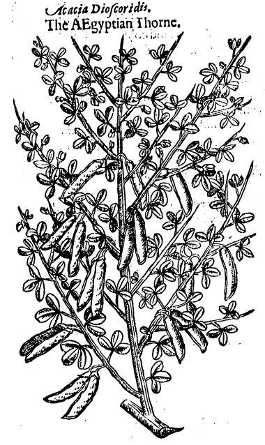 John Gerard's Acacia or Aegyptian Thorne.