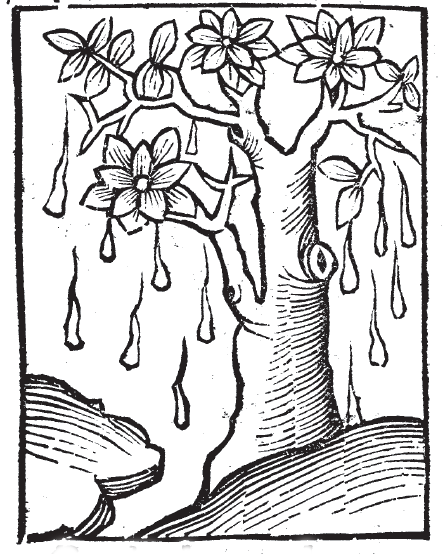 Mana from the Hortus Sanitatis. Yet another weeping tree.