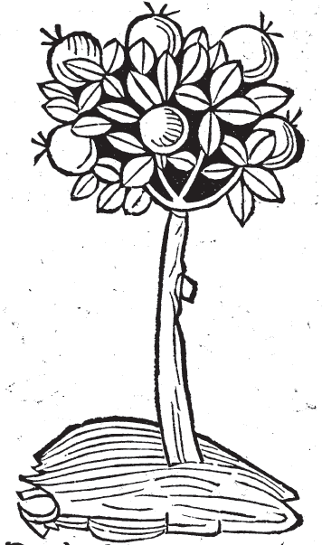 Myrrh from the Hortus Sanitatis.