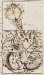 The brain and the eye in Thomas Hobbes' “A Minute or First Draft of the Optiques” (BL Harley MS 3360), f. 6r.